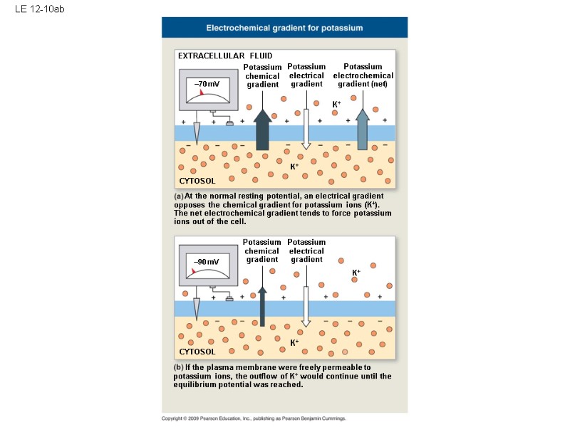 LE 12-10ab EXTRACELLULAR FLUID Potassium chemical gradient Potassium electrochemical gradient (net) Potassium electrical gradient